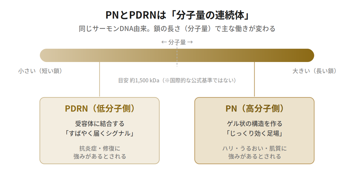 PNとPDRNは分子量による連続体。低分子のPDRNはシグナル、高分子のPNは足場として働く