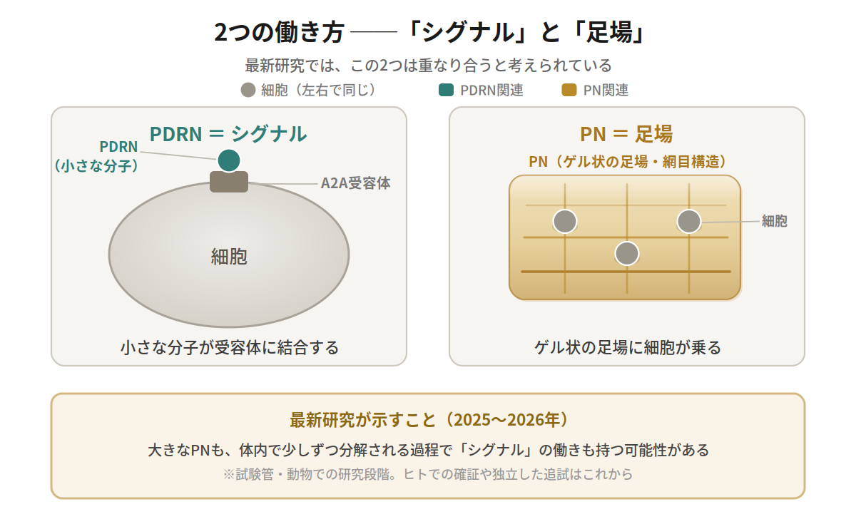 PDRNは受容体に結合するシグナル、PNはゲル状の足場。最新研究ではPNもシグナル作用を持つと示唆
